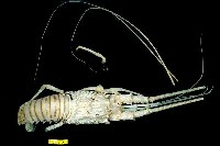 藏品(龍蝦屬)的圖片